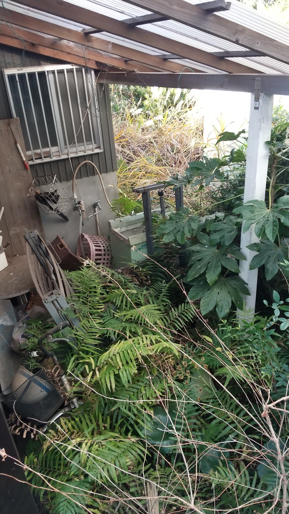 伐採、草取り、剪定、片付け作業前